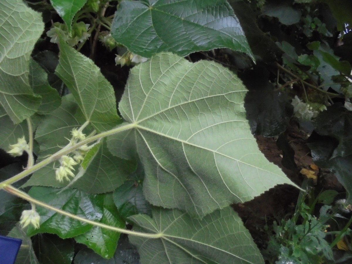 Dombeya burgessiae Gerrard ex Harv.