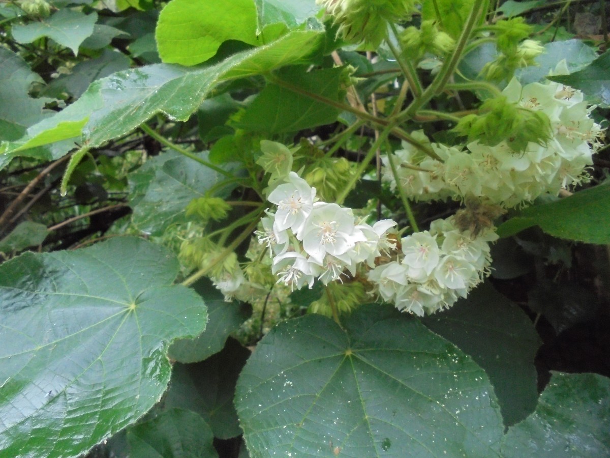 Dombeya burgessiae Gerrard ex Harv.