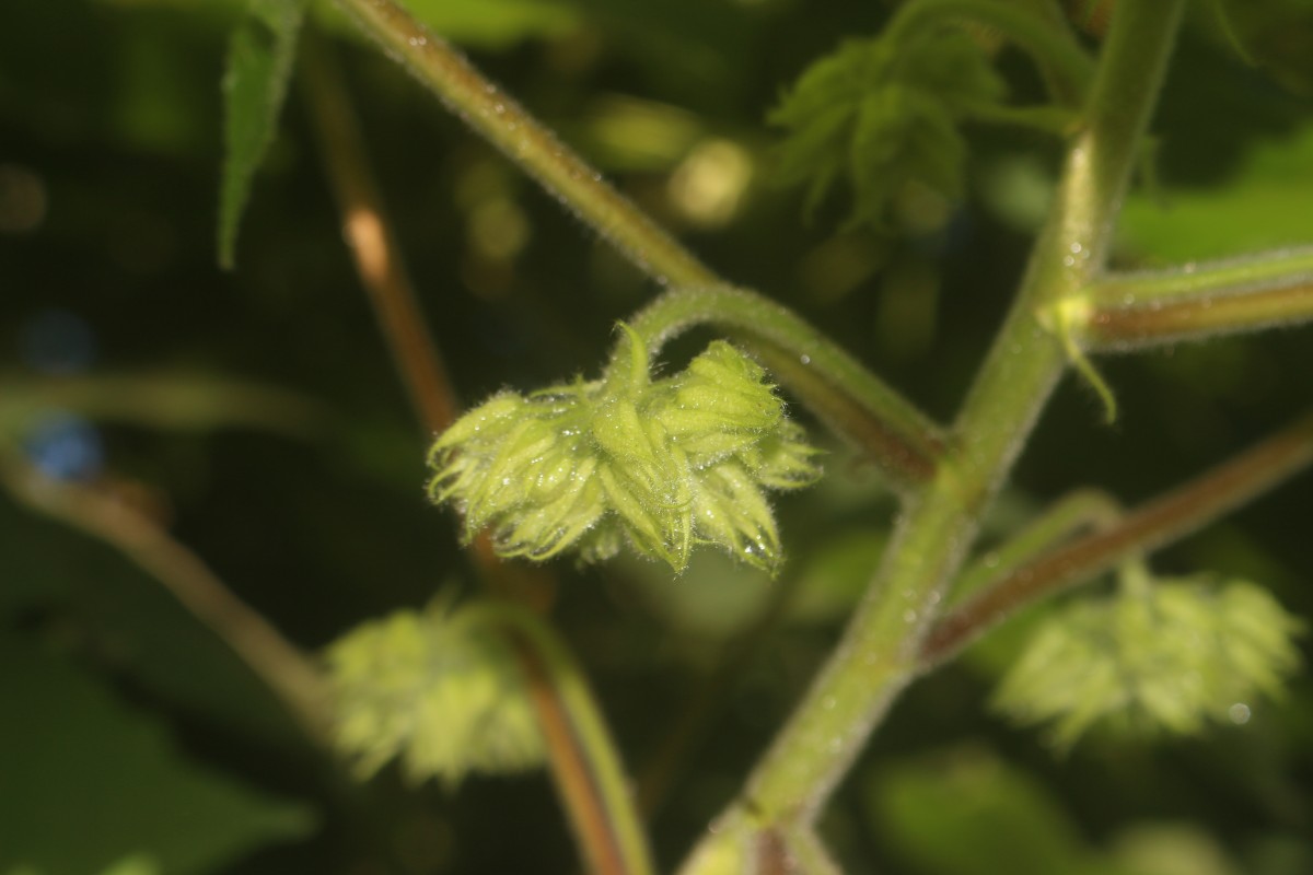 Dombeya burgessiae Gerrard ex Harv.