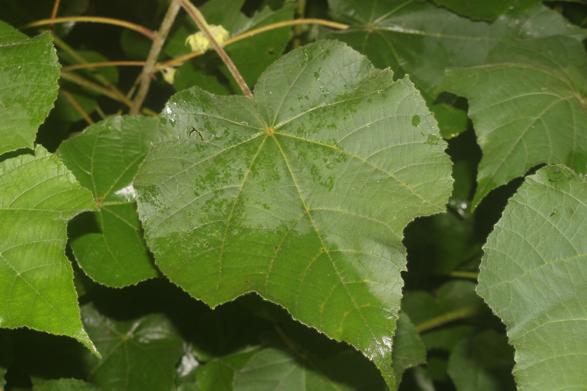 Dombeya burgessiae Gerrard ex Harv.