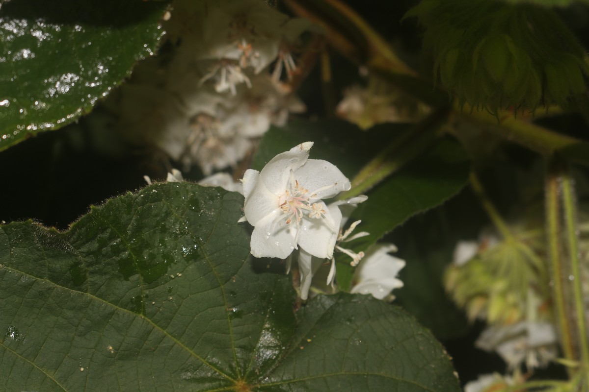 Dombeya burgessiae Gerrard ex Harv.