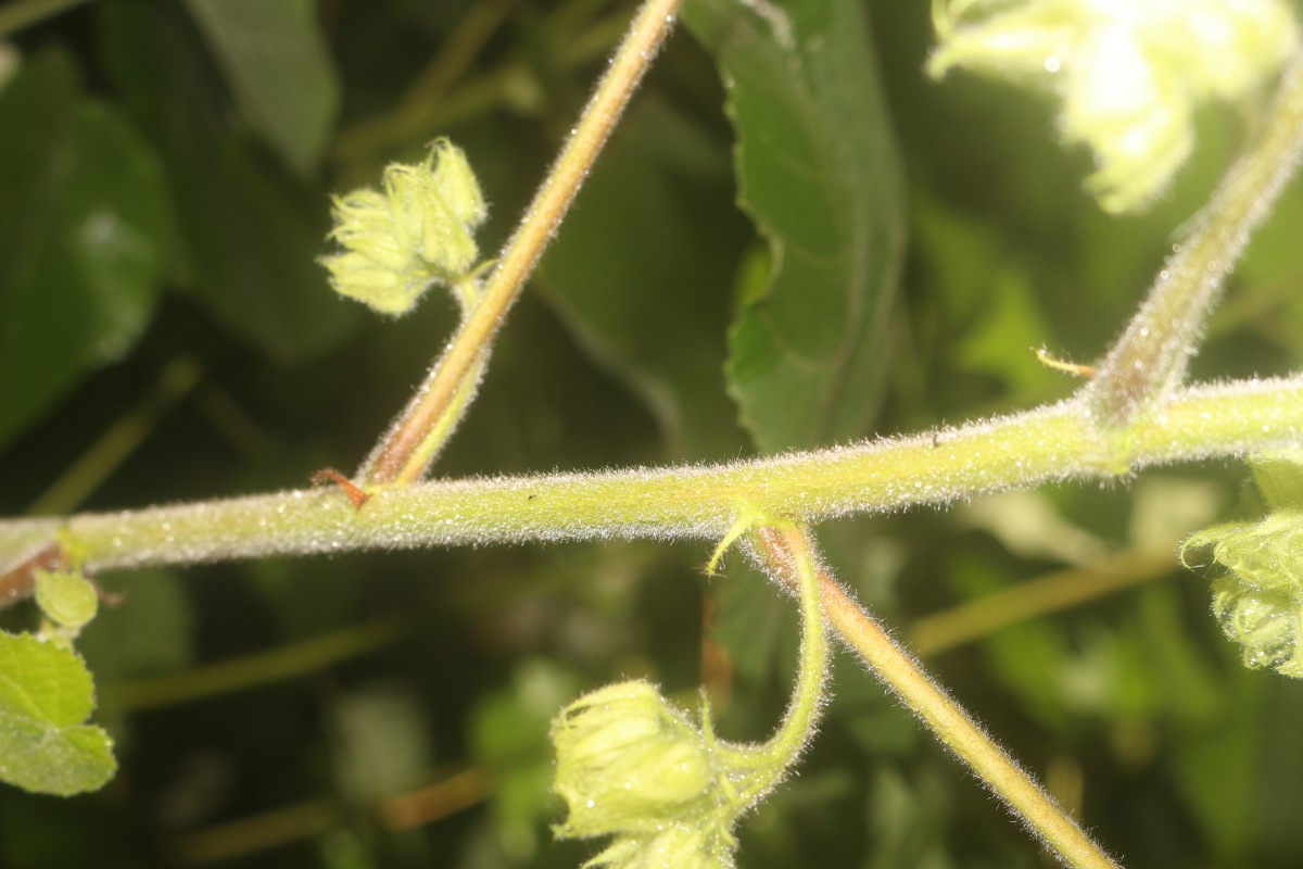 Dombeya burgessiae Gerrard ex Harv.