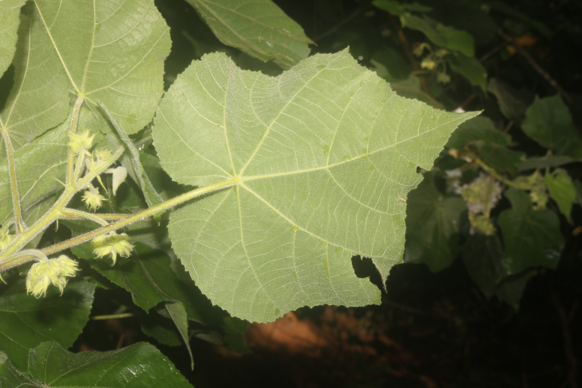 Dombeya burgessiae Gerrard ex Harv.