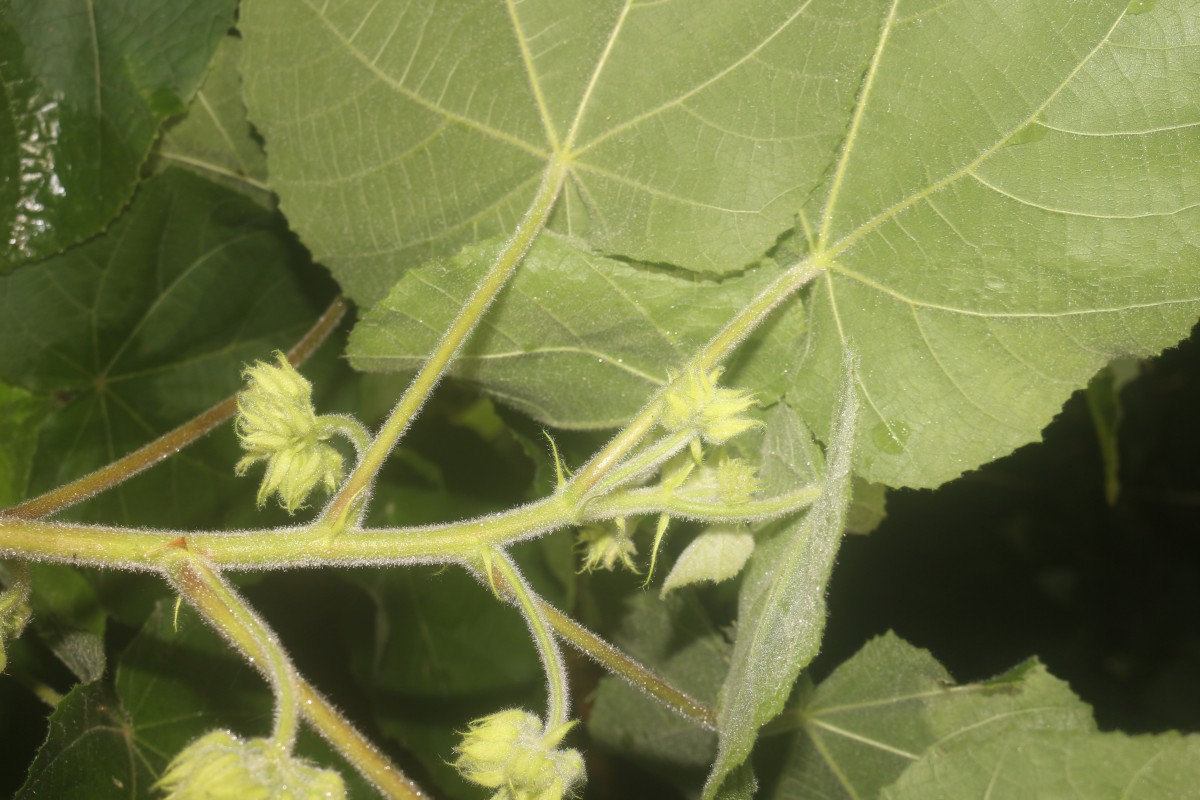 Dombeya burgessiae Gerrard ex Harv.