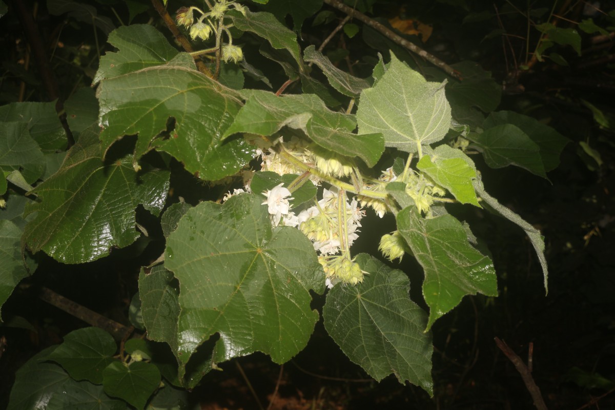 Dombeya burgessiae Gerrard ex Harv.