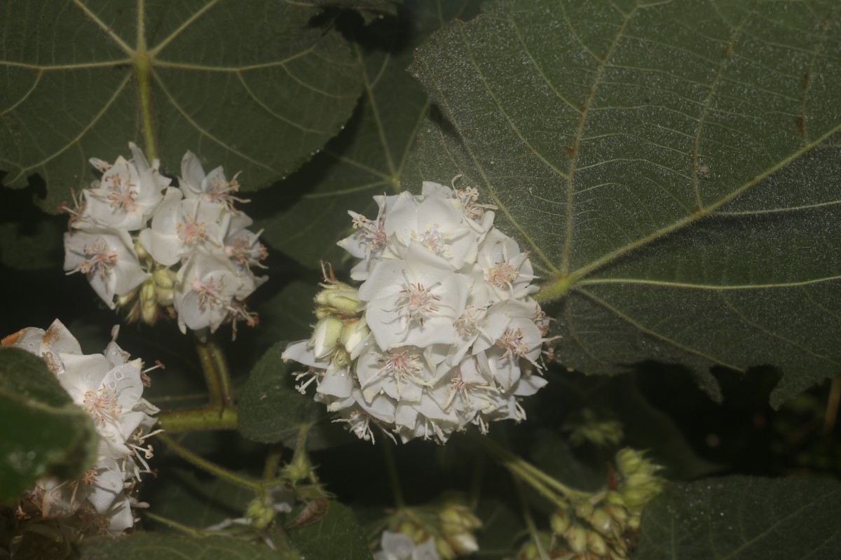 Dombeya burgessiae Gerrard ex Harv.