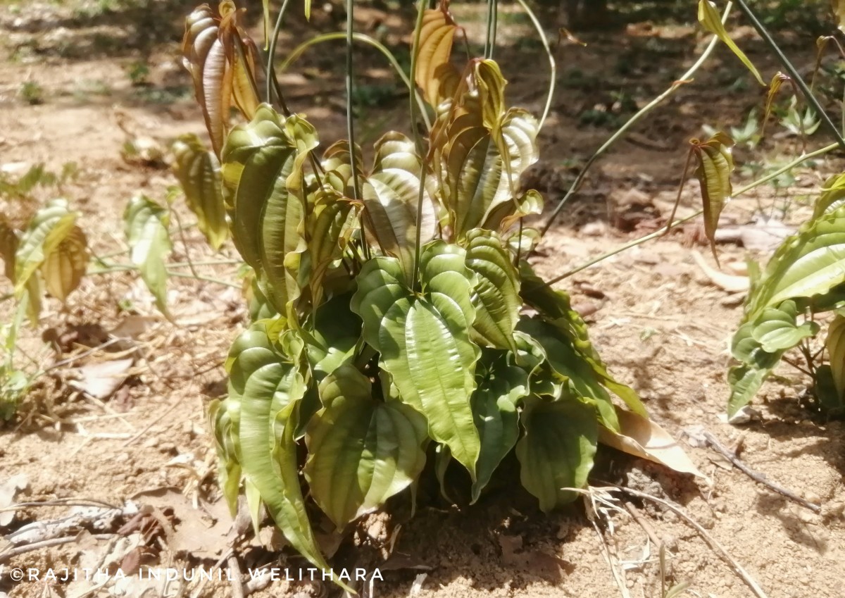 Stemona tuberosa var. minor (Thwaites) C.E.C.Fisch.