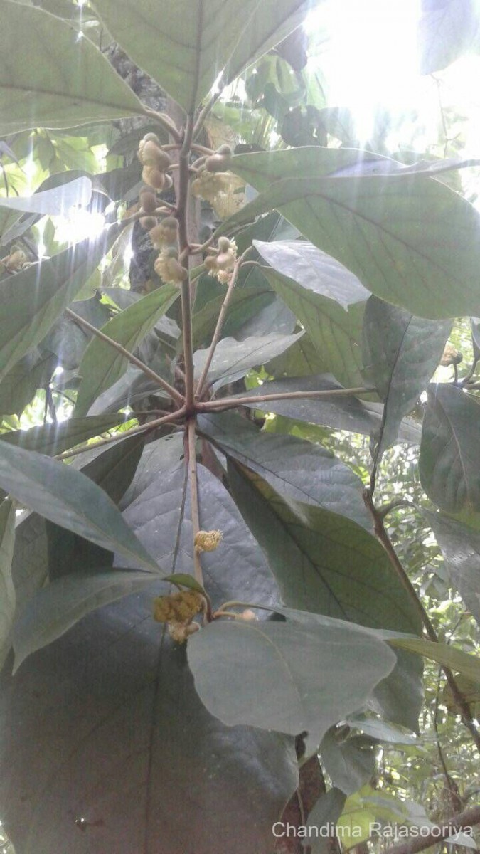 Litsea quinqueflora (Dennst.) C.R.Suresh