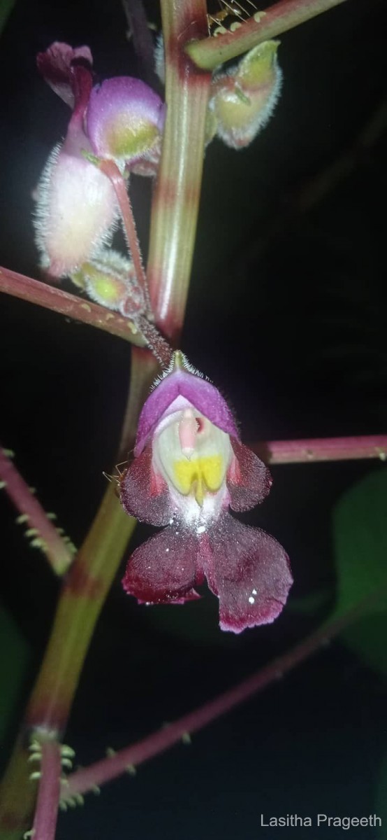 Impatiens taprobanica Hiern