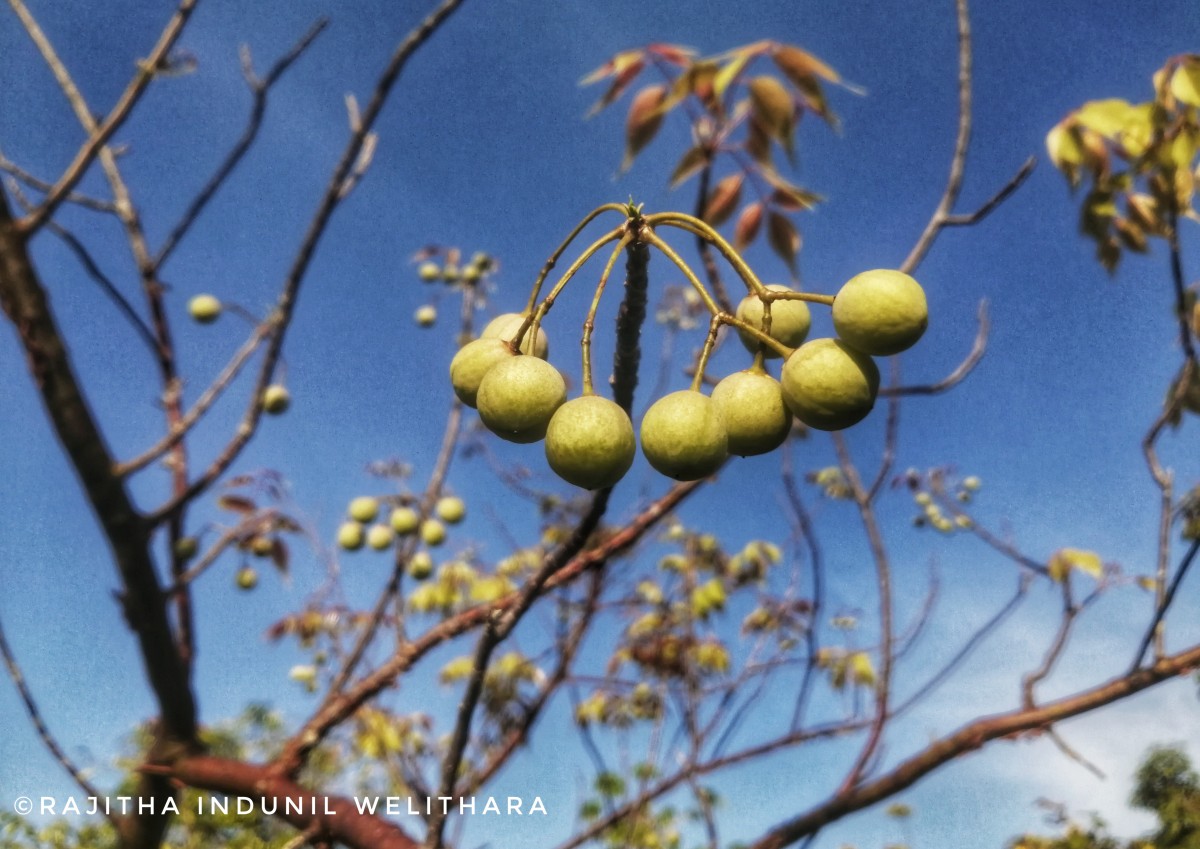 Commiphora caudata (Wight & Arn.) Engl.