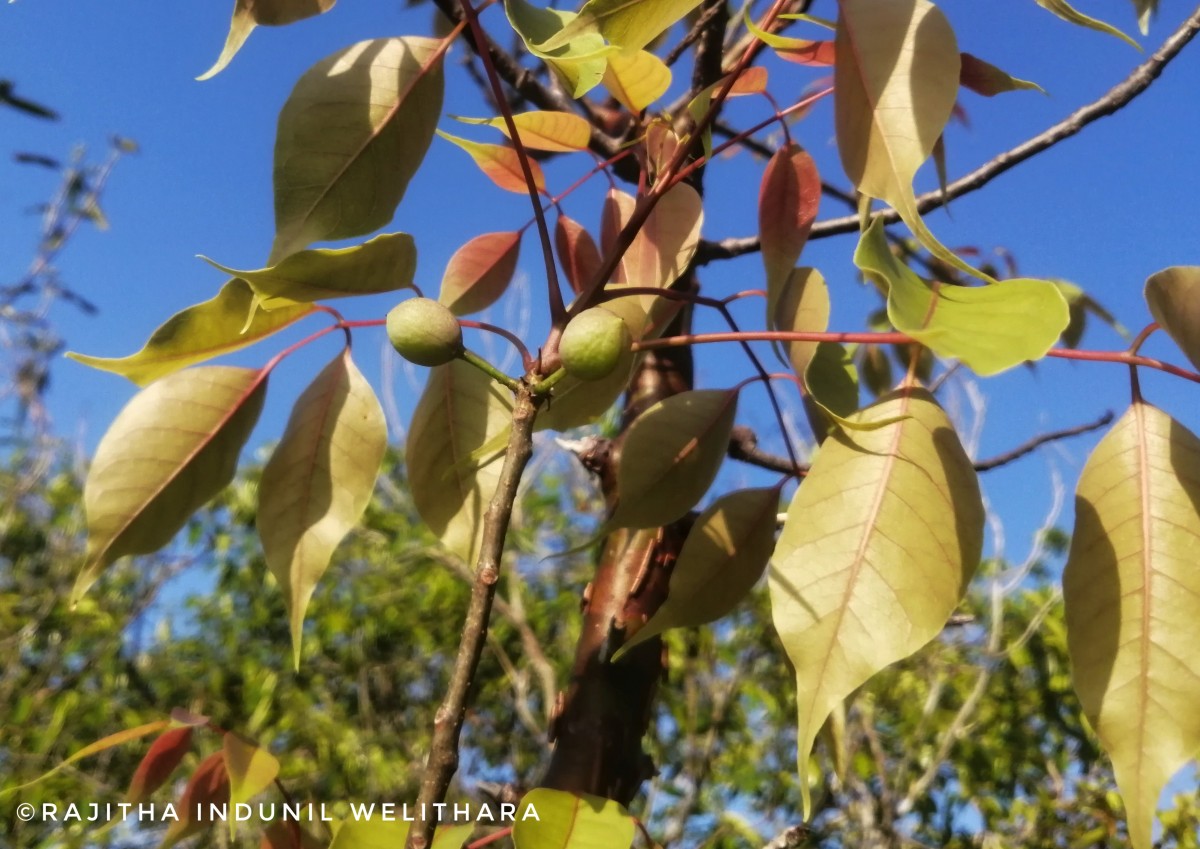 Commiphora caudata (Wight & Arn.) Engl.