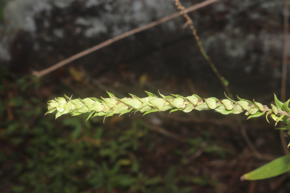 Gonostegia pentandra var. wightii (Benn.) Pull. & Karupp.