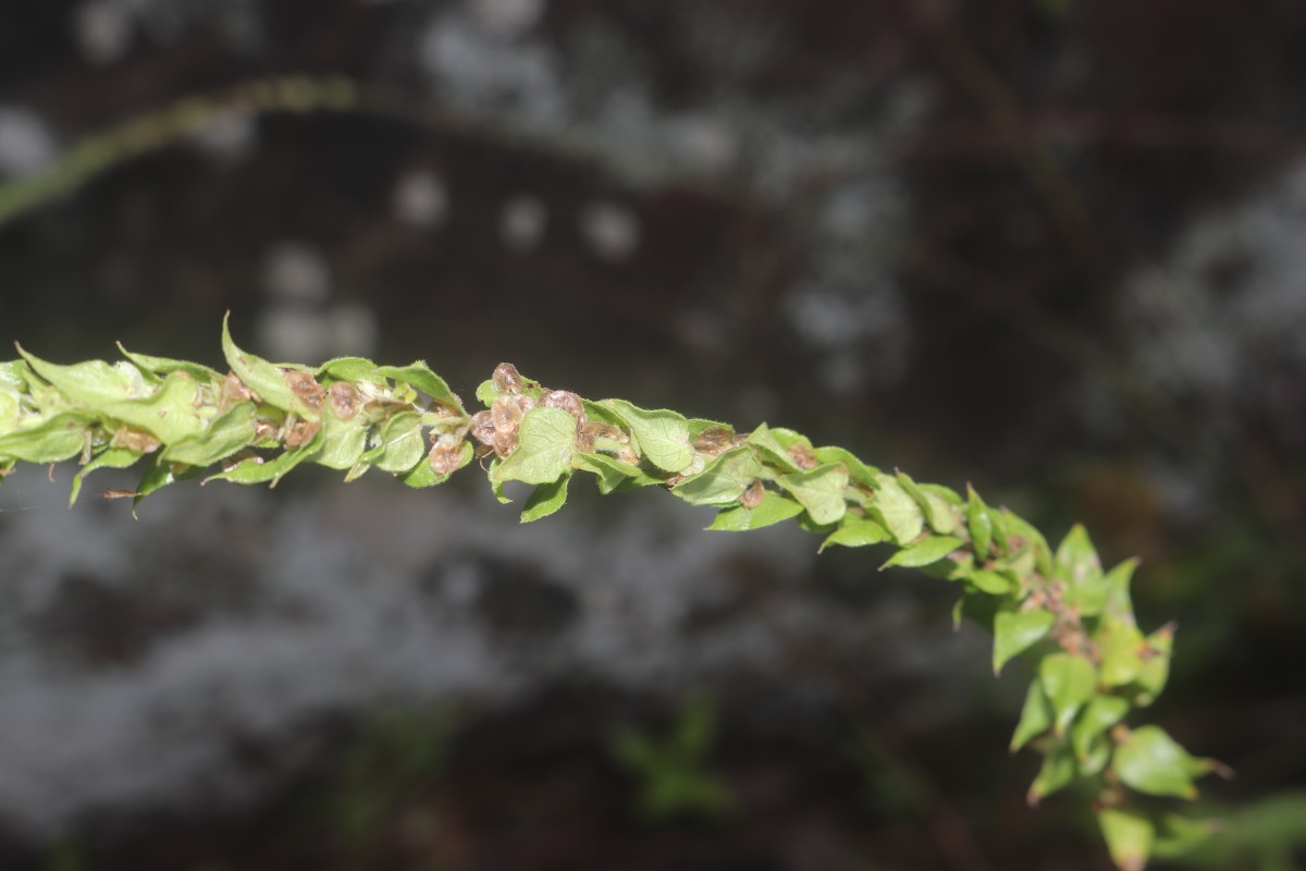 Gonostegia pentandra var. wightii (Benn.) Pull. & Karupp.