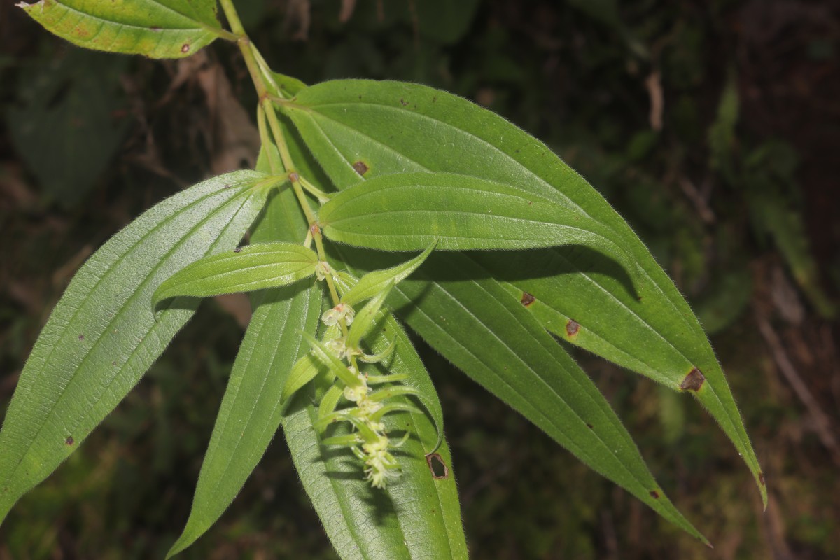 Gonostegia pentandra var. wightii (Benn.) Pull. & Karupp.