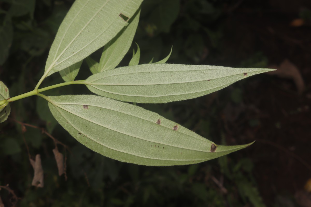 Gonostegia pentandra var. wightii (Benn.) Pull. & Karupp.