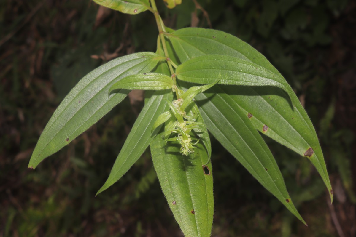 Gonostegia pentandra var. wightii (Benn.) Pull. & Karupp.