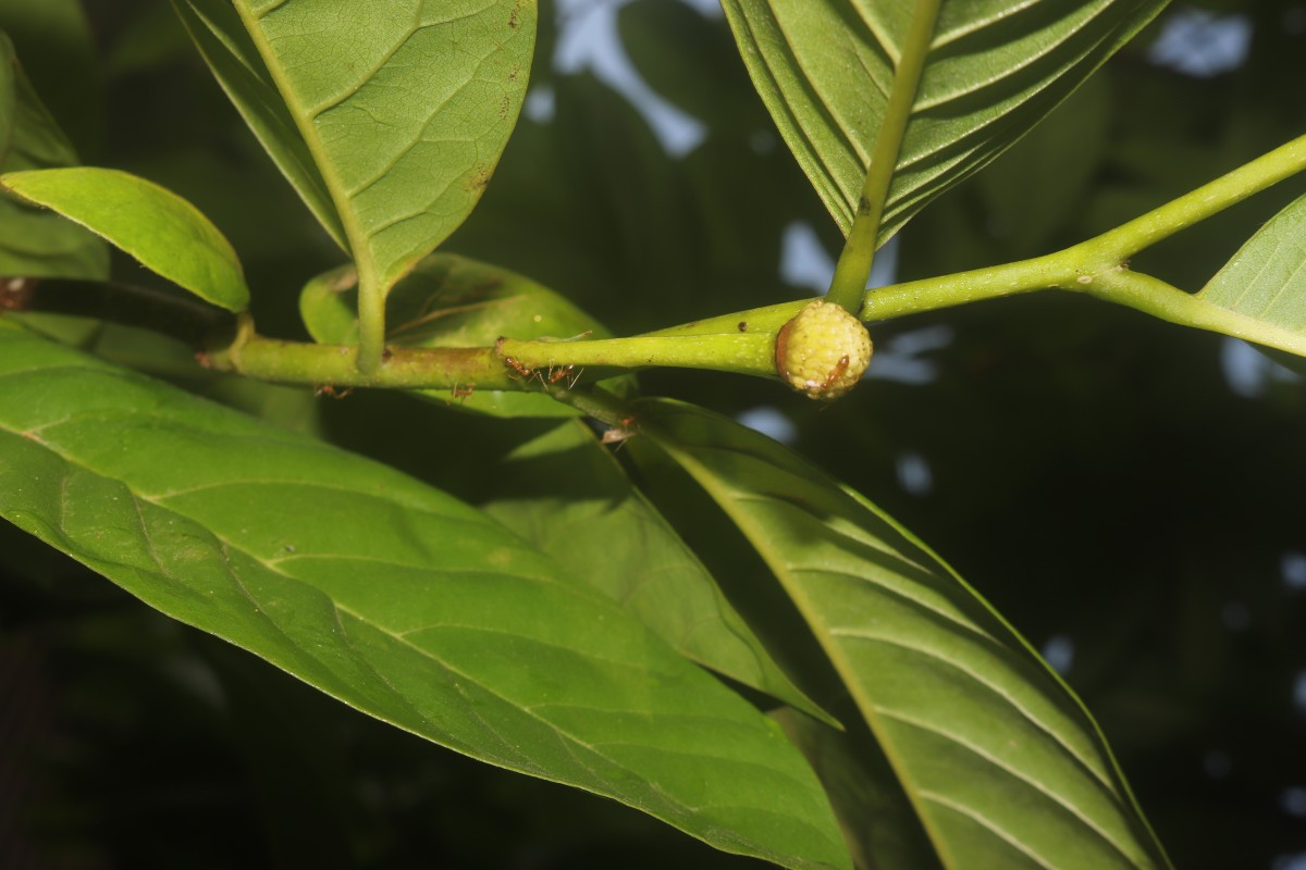 Annona mucosa Jacq.