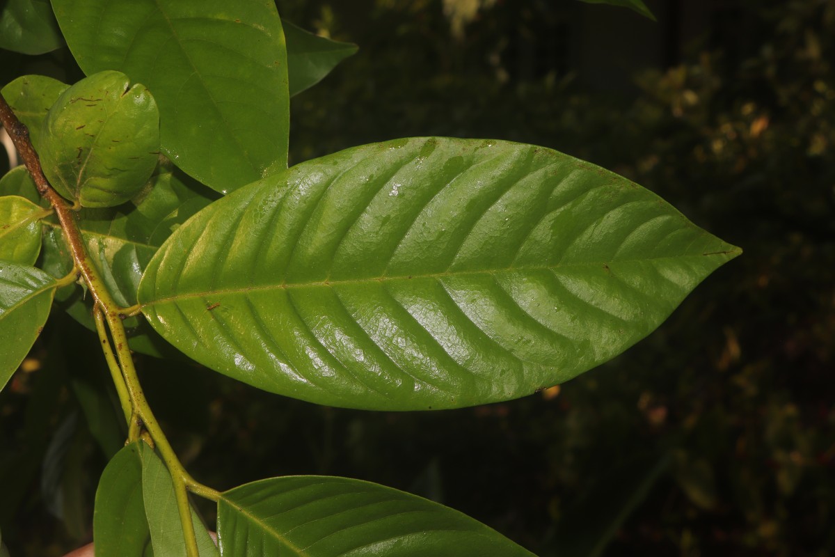 Annona mucosa Jacq.