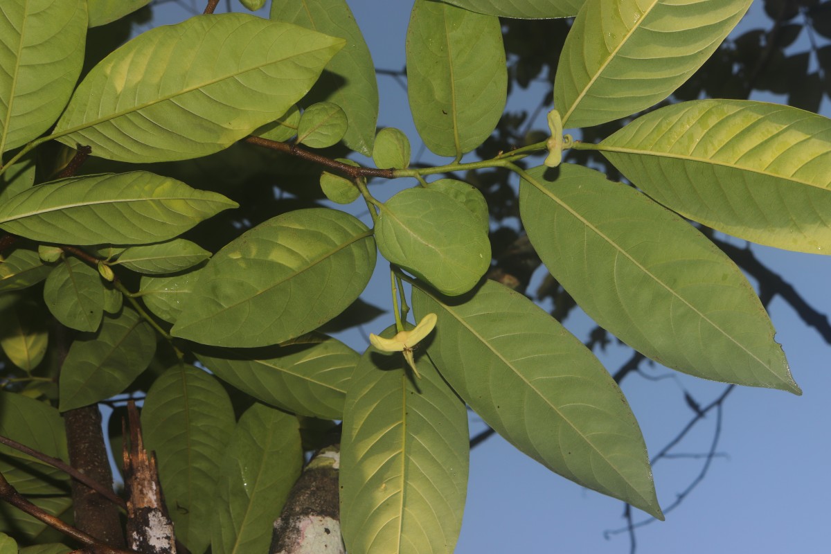 Annona mucosa Jacq.