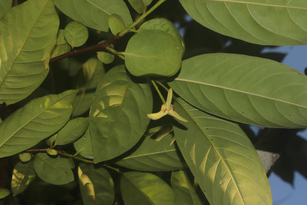 Annona mucosa Jacq.