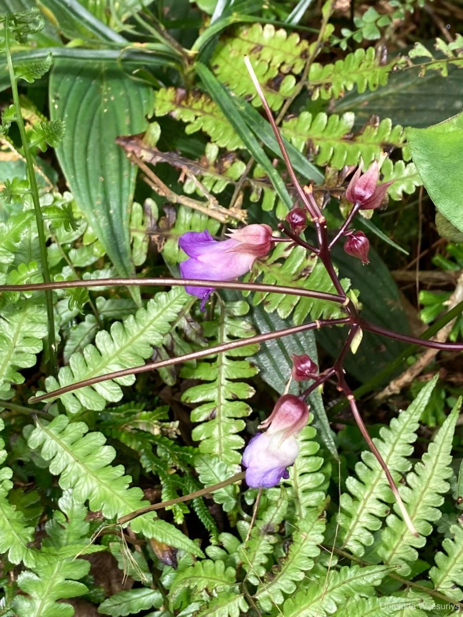 Henckelia communis (Gardner) D.J.Middleton & Mich.Möller