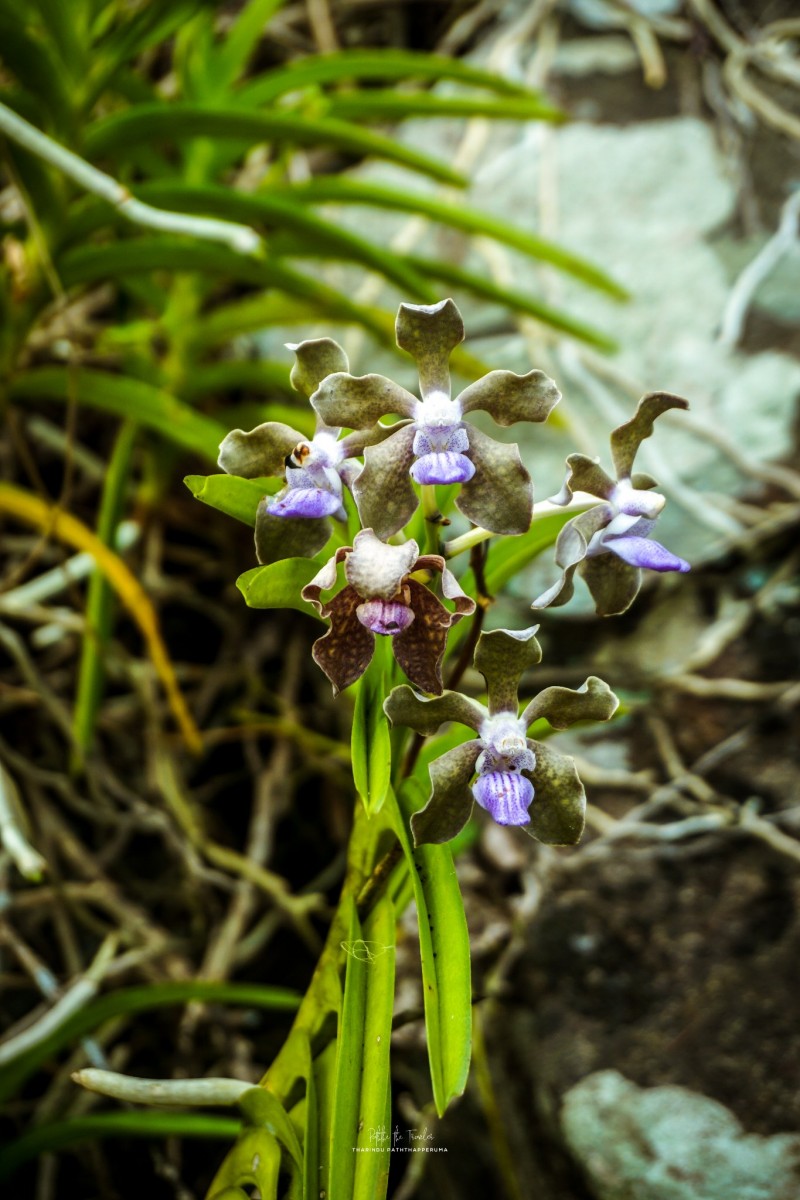 Vanda tessellata (Roxb.) Hook. ex G.Don