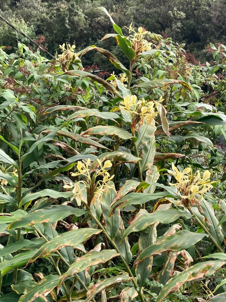 Hedychium flavescens Carey ex Roscoe