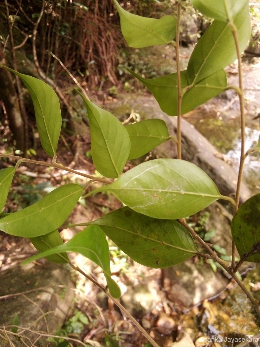 Hopea modesta (A.DC.) Kosterm.