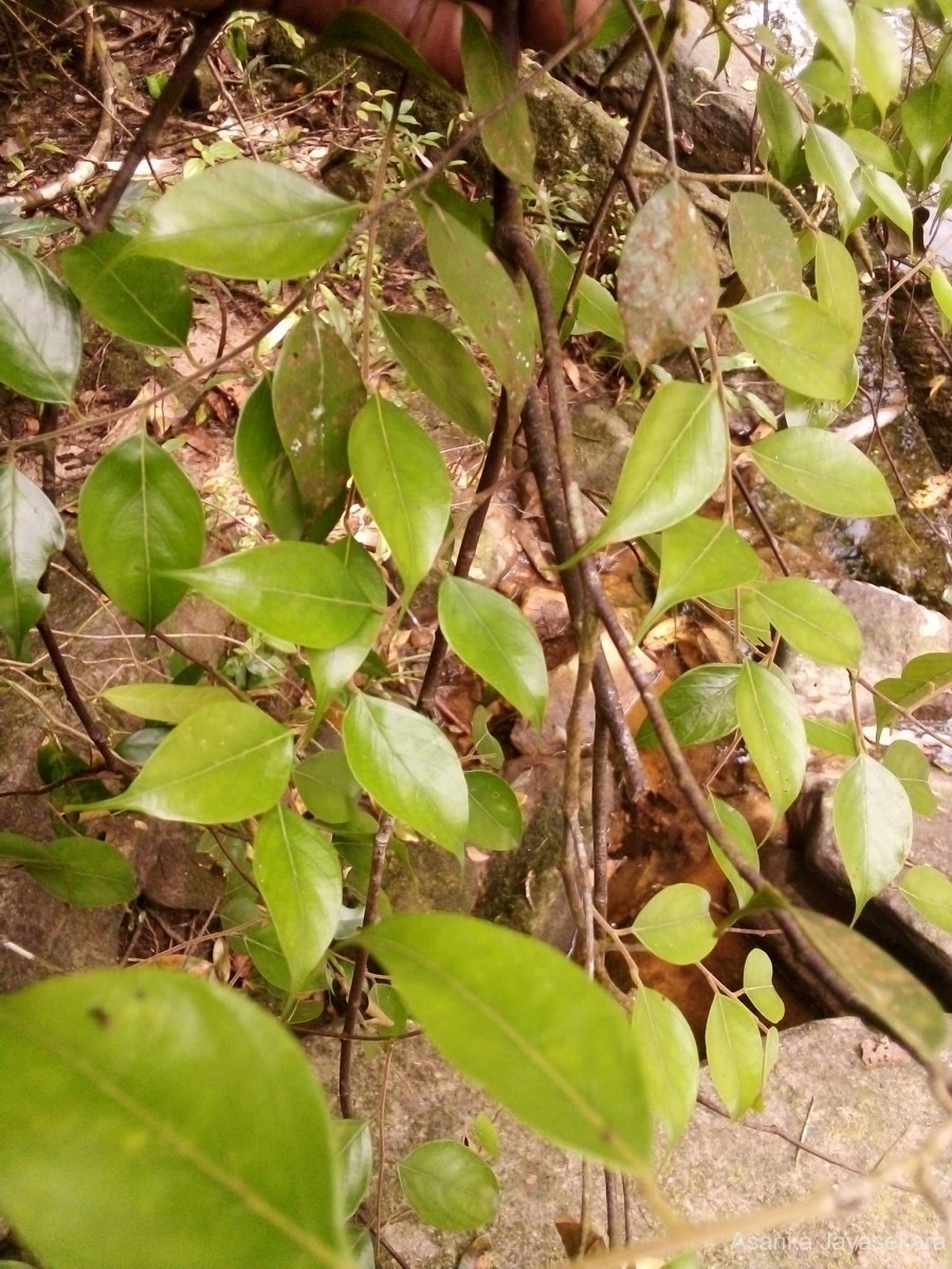 Hopea modesta (A.DC.) Kosterm.