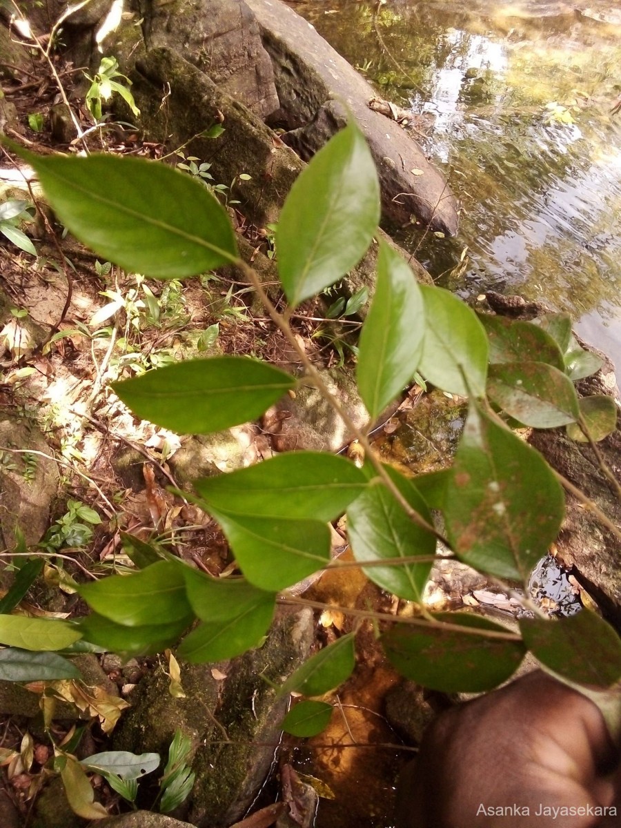 Hopea modesta (A.DC.) Kosterm.