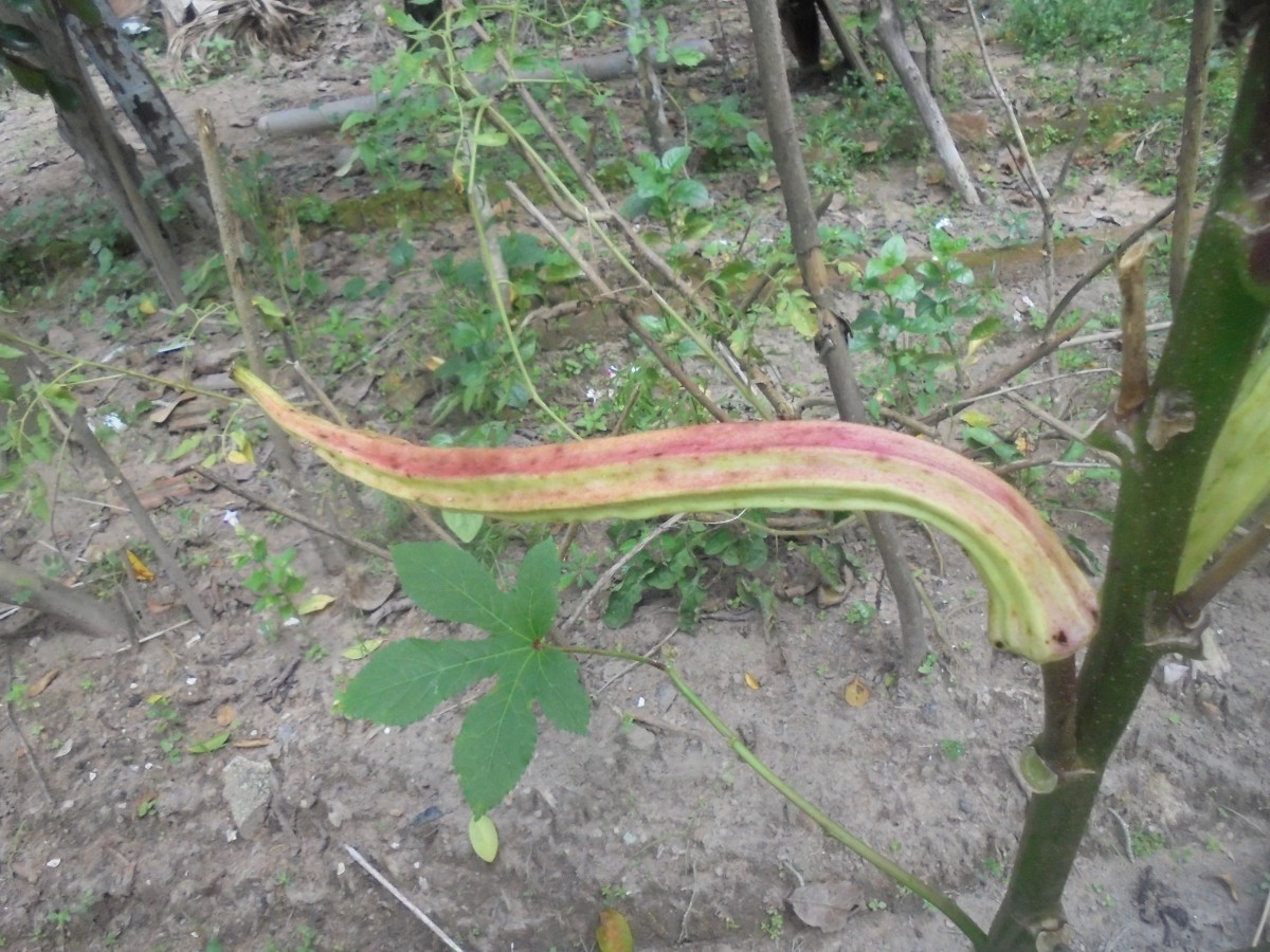 Abelmoschus esculentus (L.) Moench