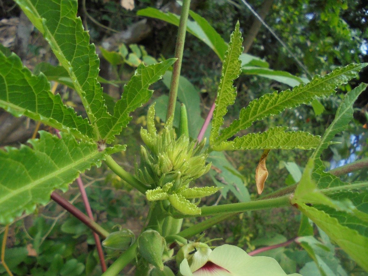 Abelmoschus esculentus (L.) Moench