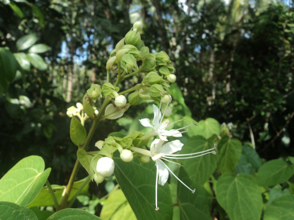 Clerodendrum infortunatum L.