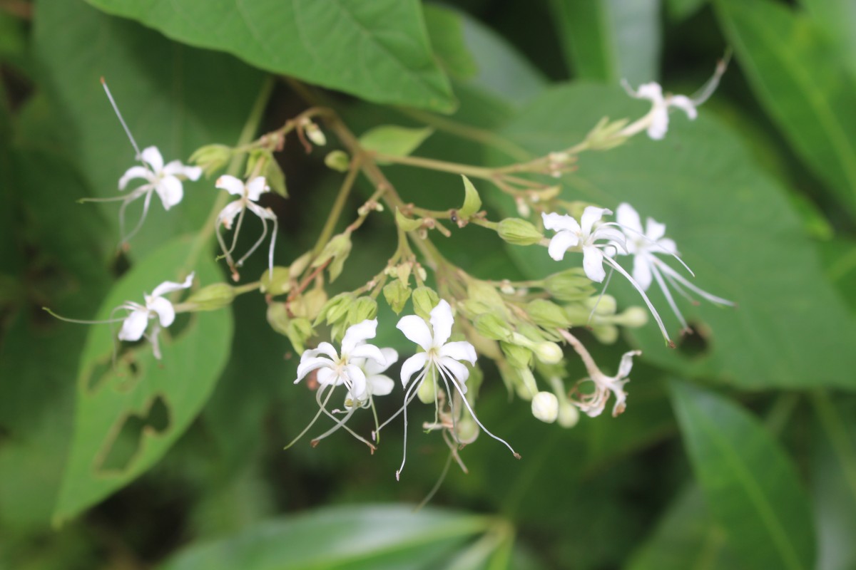 Clerodendrum infortunatum L.