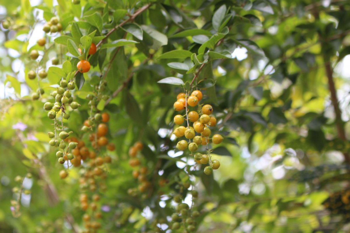 Duranta erecta L.