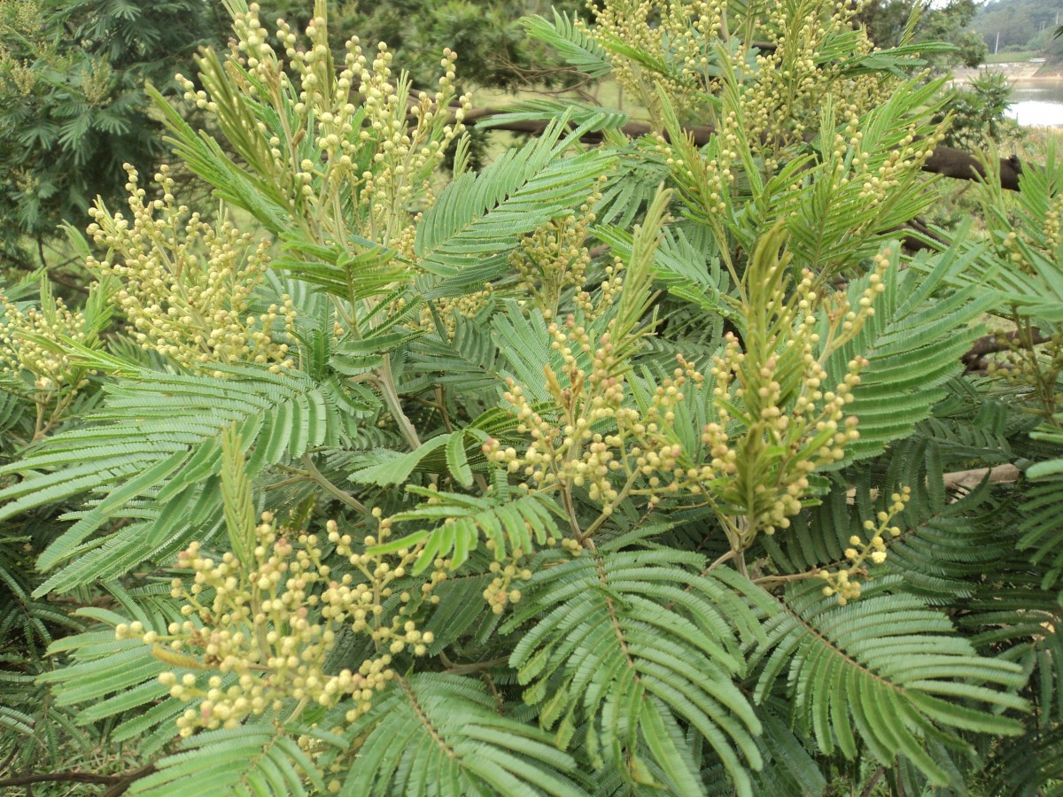 Acacia mearnsii De Wild.