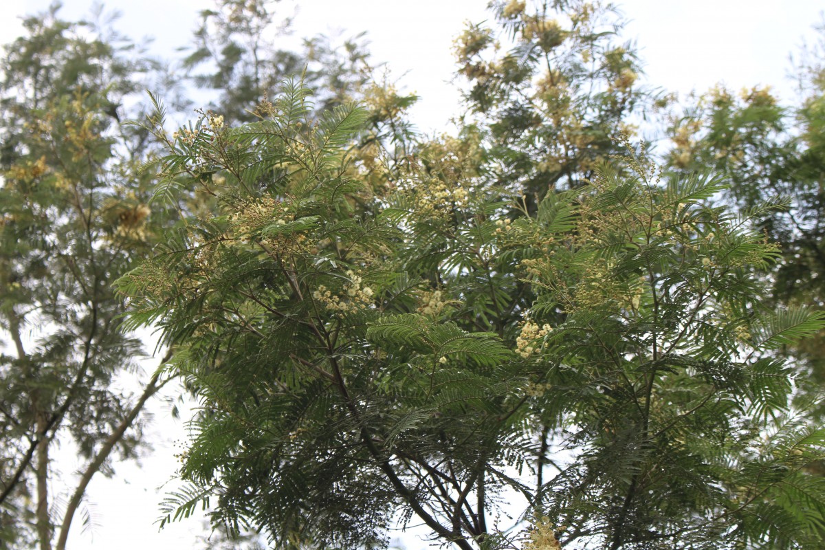 Acacia mearnsii De Wild.