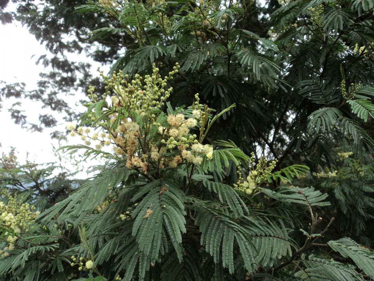 Acacia mearnsii De Wild.