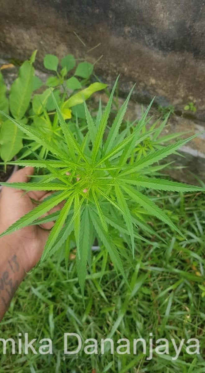 Cannabis sativa L.