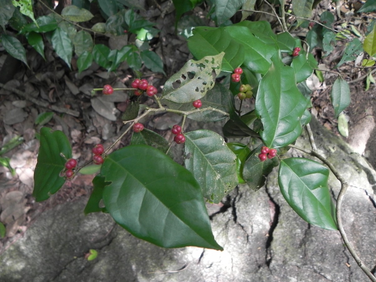 Cleistanthus acuminatus (Thwaites) Müll.Arg.