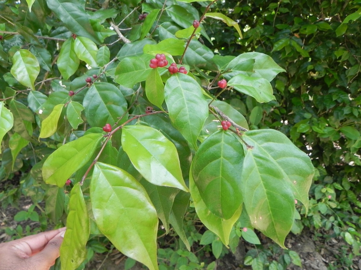 Cleistanthus acuminatus (Thwaites) Müll.Arg.