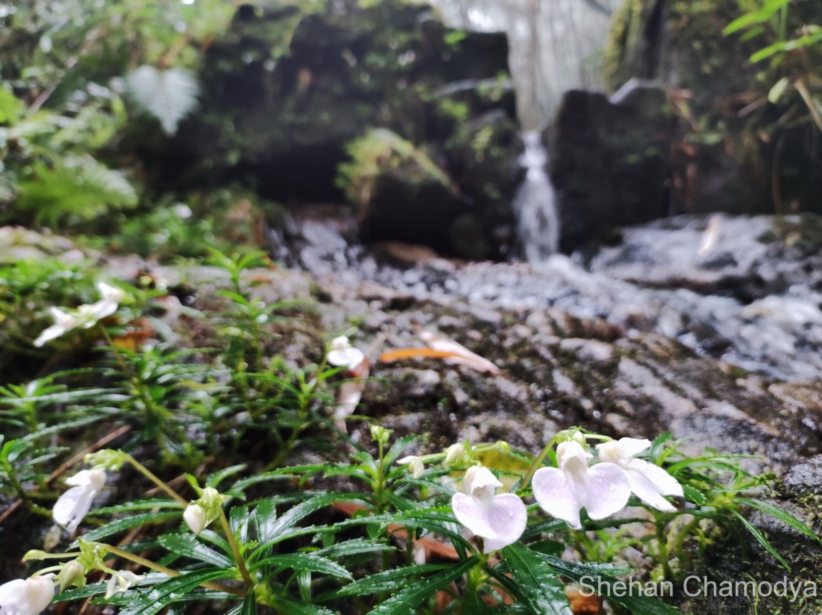 Impatiens linearis Arn.