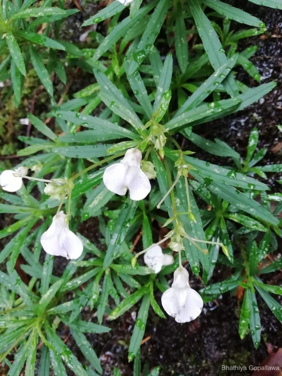 Impatiens linearis Arn.