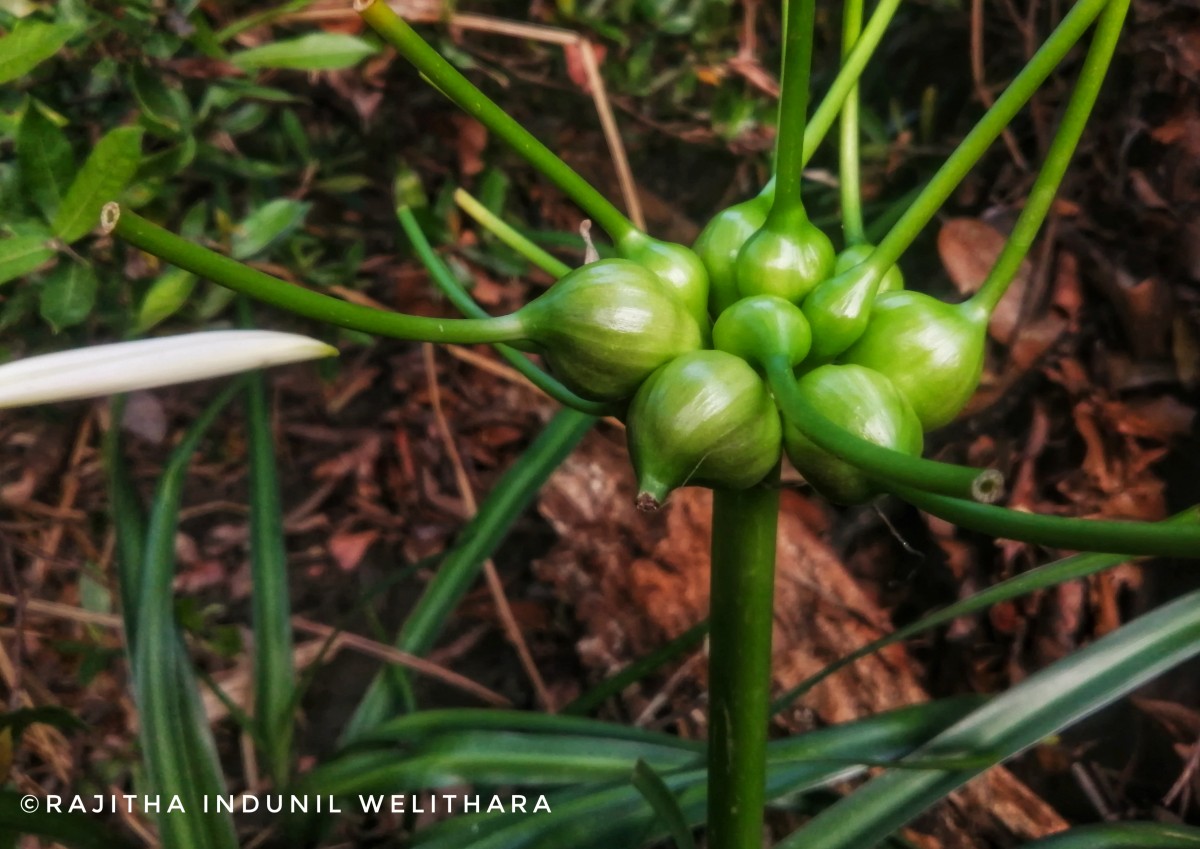 Crinum viviparum (Lam.) R.Ansari & V.J.Nair