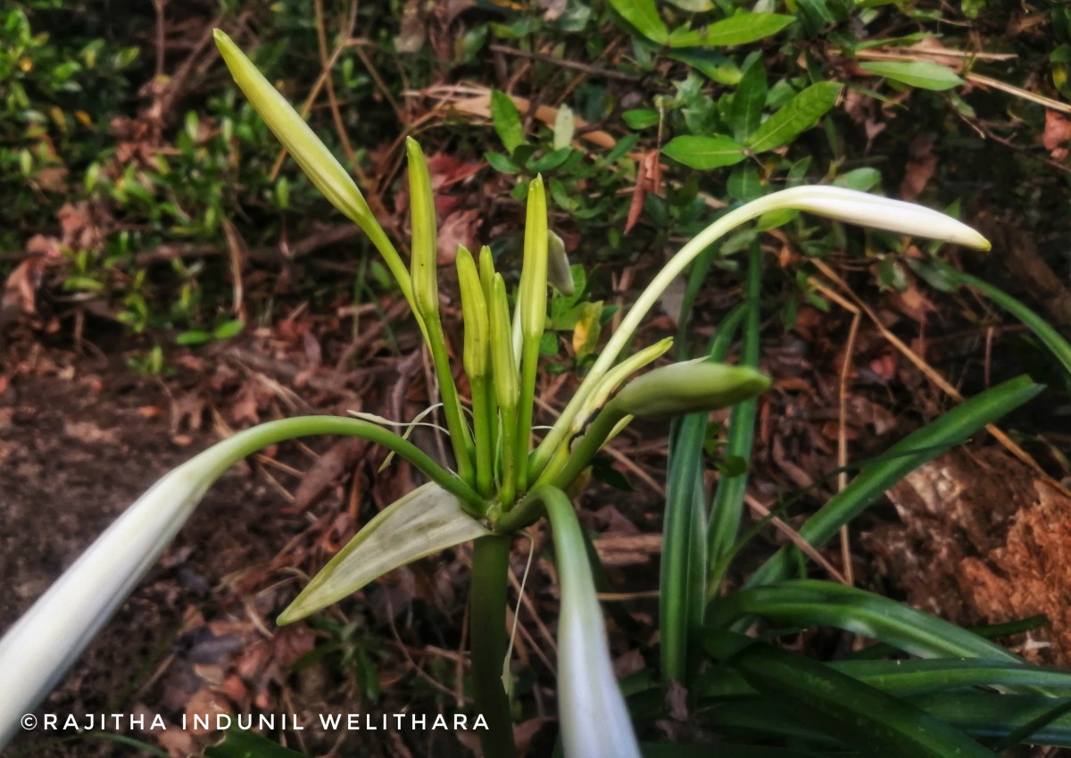 Crinum viviparum (Lam.) R.Ansari & V.J.Nair