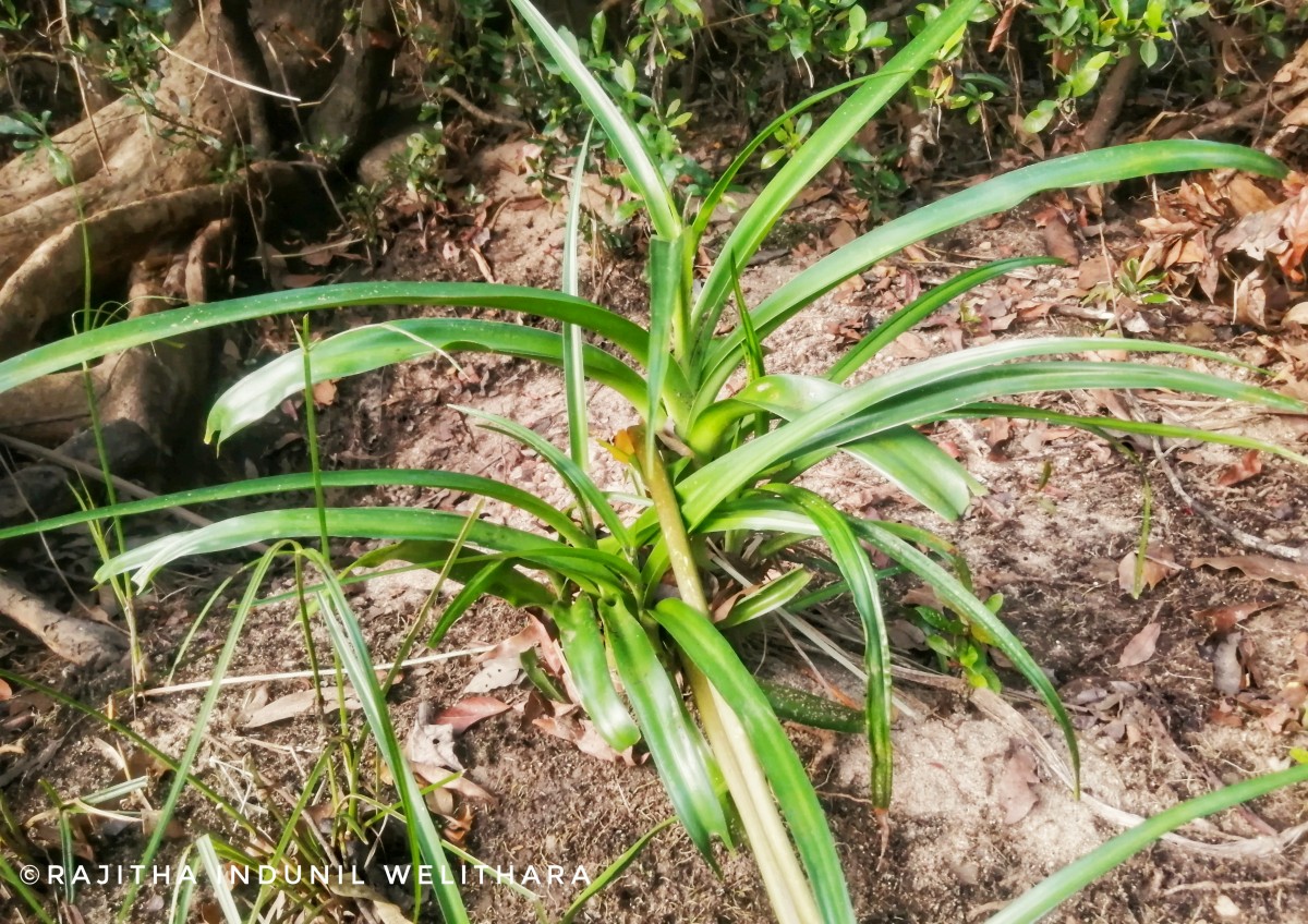 Crinum viviparum (Lam.) R.Ansari & V.J.Nair