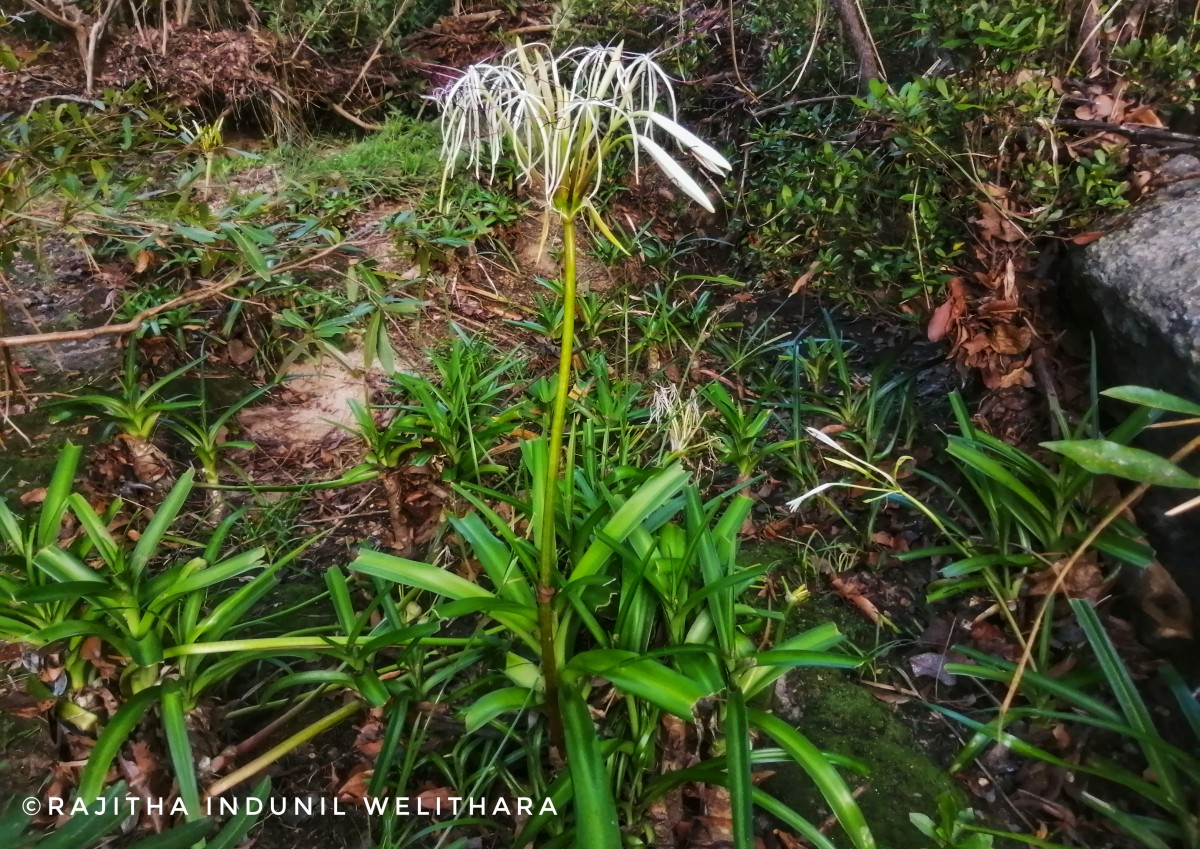 Crinum viviparum (Lam.) R.Ansari & V.J.Nair