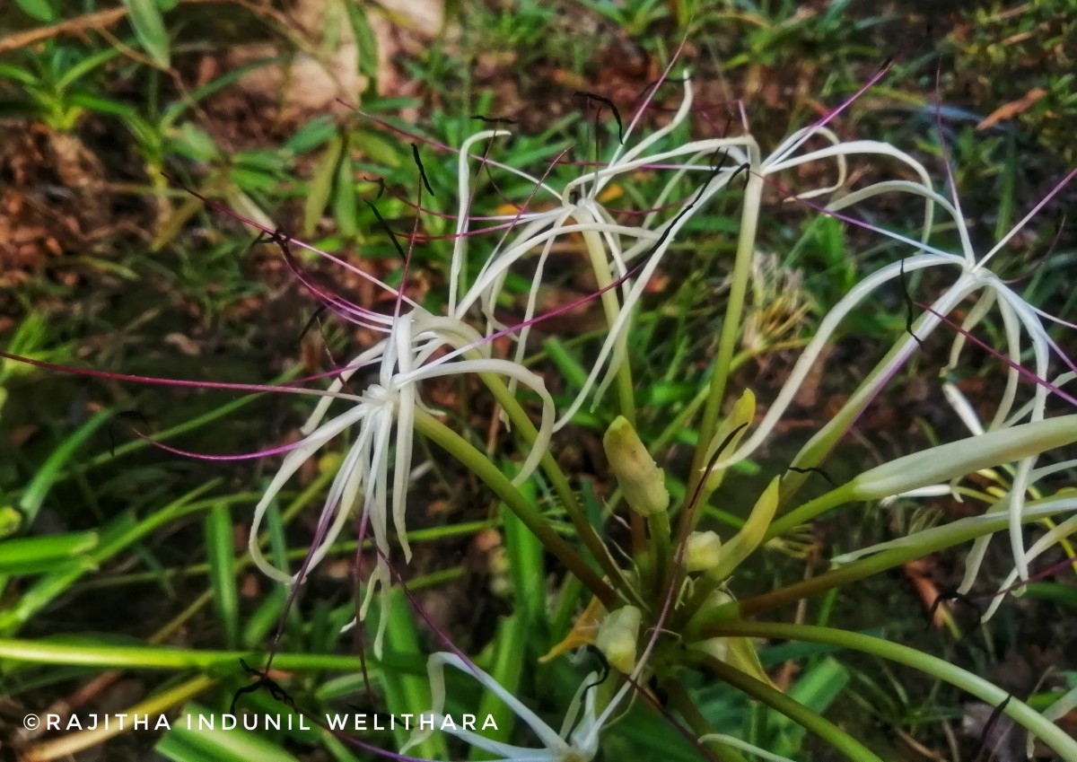 Crinum viviparum (Lam.) R.Ansari & V.J.Nair