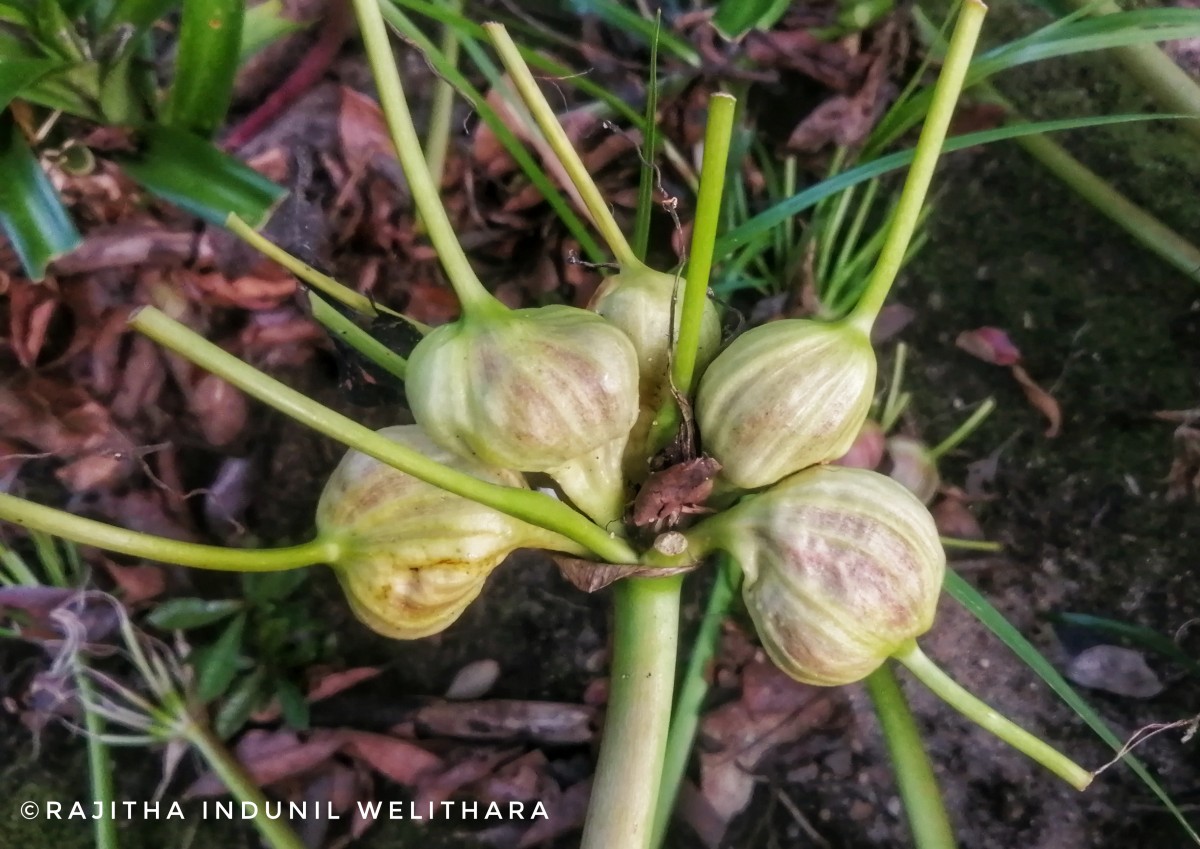 Crinum viviparum (Lam.) R.Ansari & V.J.Nair