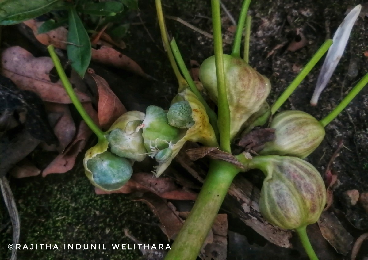 Crinum viviparum (Lam.) R.Ansari & V.J.Nair